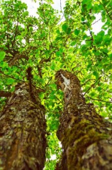 Foresterie - Sylviculture