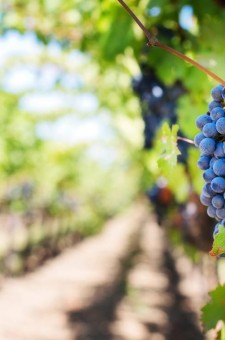 Viticulture - Œnologie